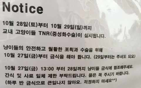 교내 길고양이들한테 밥 주지 말라는 학교 | 인스티즈
