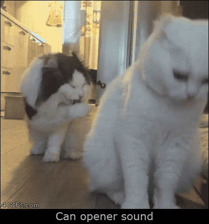 캔 따는 소리가 들렸다.gif | 인스티즈