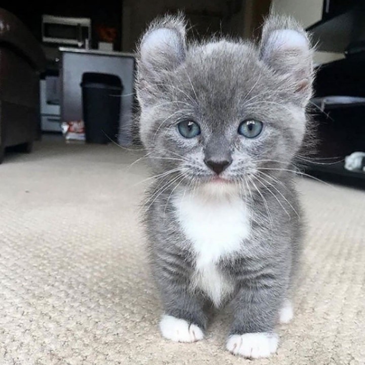 이런 고양이 본 적 있어? | 인스티즈