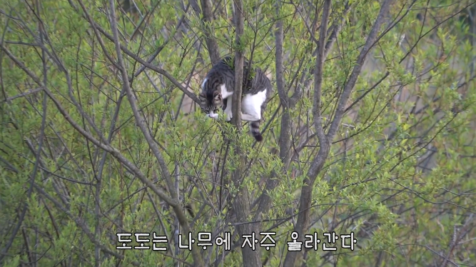 haha ha네 삼색이네 가족은 자기들끼리 노는게 제일 행복하고 재미있어 보임 | 인스티즈