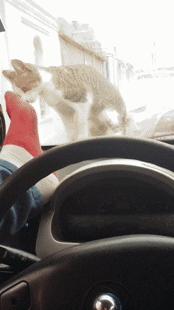 고양이 약올리다 벌받음.gif | 인스티즈