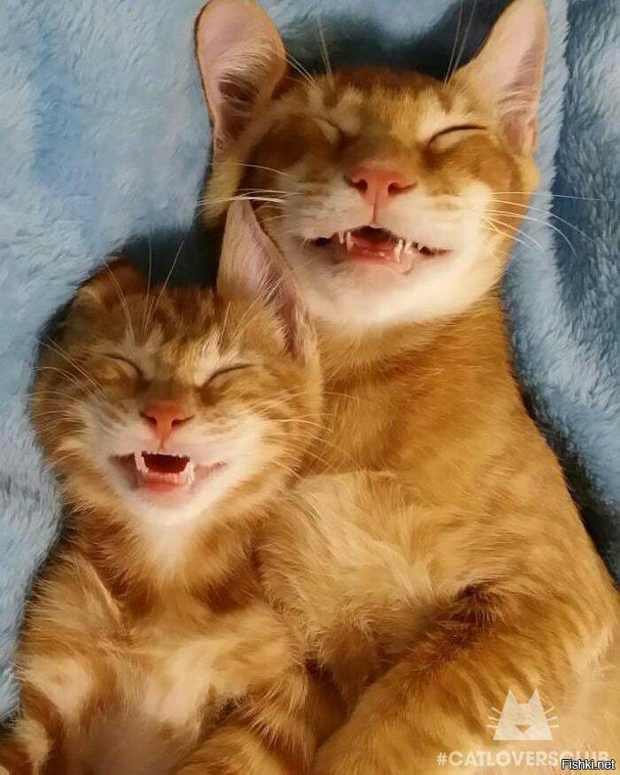 냥이들 JPG | 인스티즈