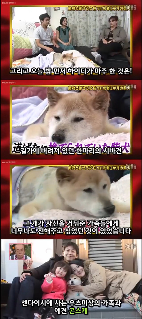 사고로 하반신 마비가되자 주인에게 비참하게 버림받은 시바견 사연 (애니멀 커뮤니케이터 하이디) | 인스티즈