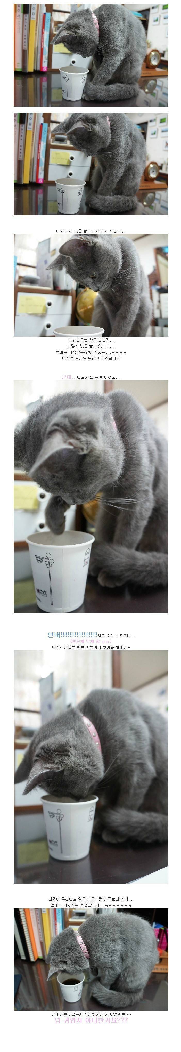 탄산이 신기한 고양이.jpg | 인스티즈