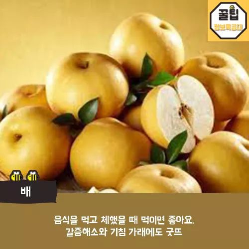 개에게 먹이면 좋은음식 | 인스티즈