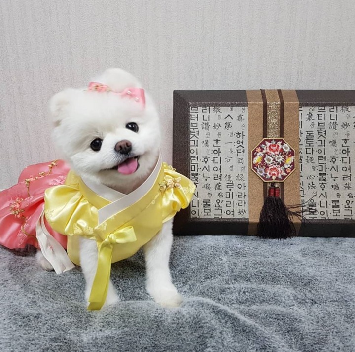 고양이 집사 사진 찍을때 공감 | 인스티즈