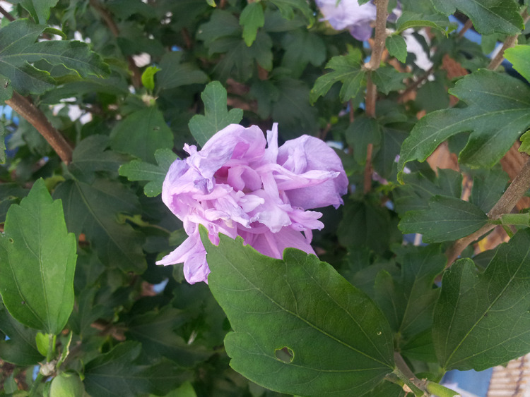 더블루 이미지