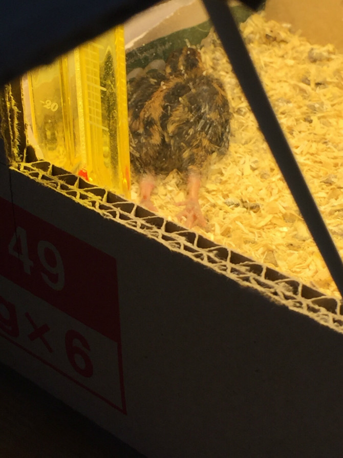 메추리 부화한 외국인영상을 보고 시도해본 보배 유저 | 인스티즈