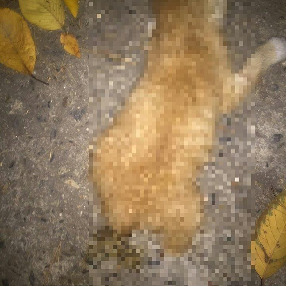 아기고양이 두마리 목매달아 죽인 악마를 찾습니다 | 인스티즈