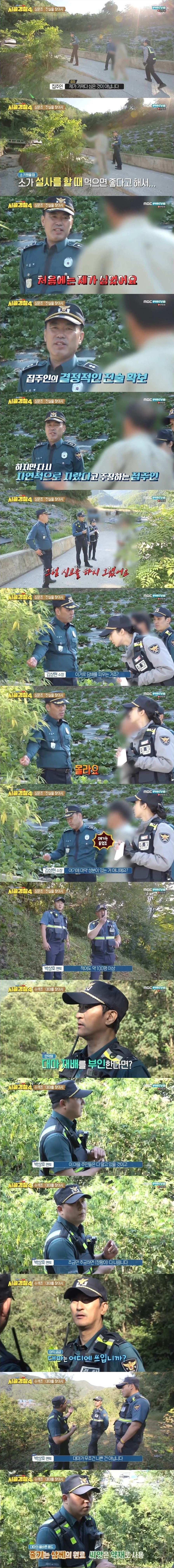 엄청난 규모의 대마 불법재배 현장을 수색하는 시골경찰 | 인스티즈