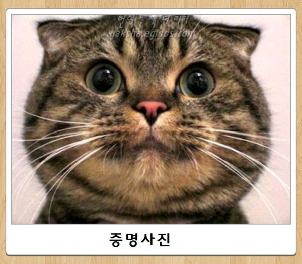고양이 증명사진 | 인스티즈