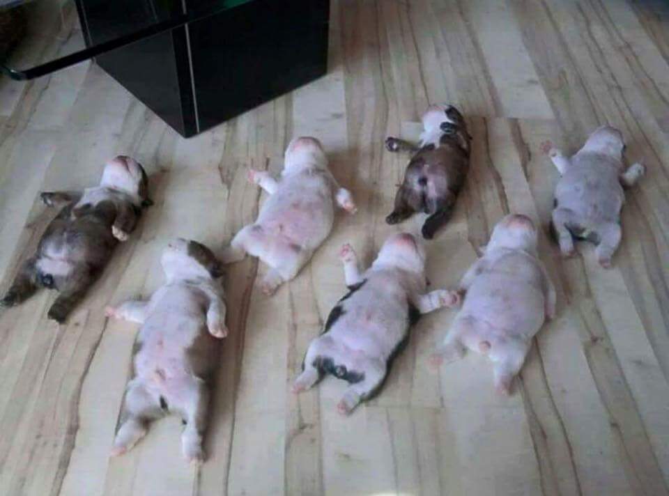 멍뭉잉등❤❤ | 인스티즈