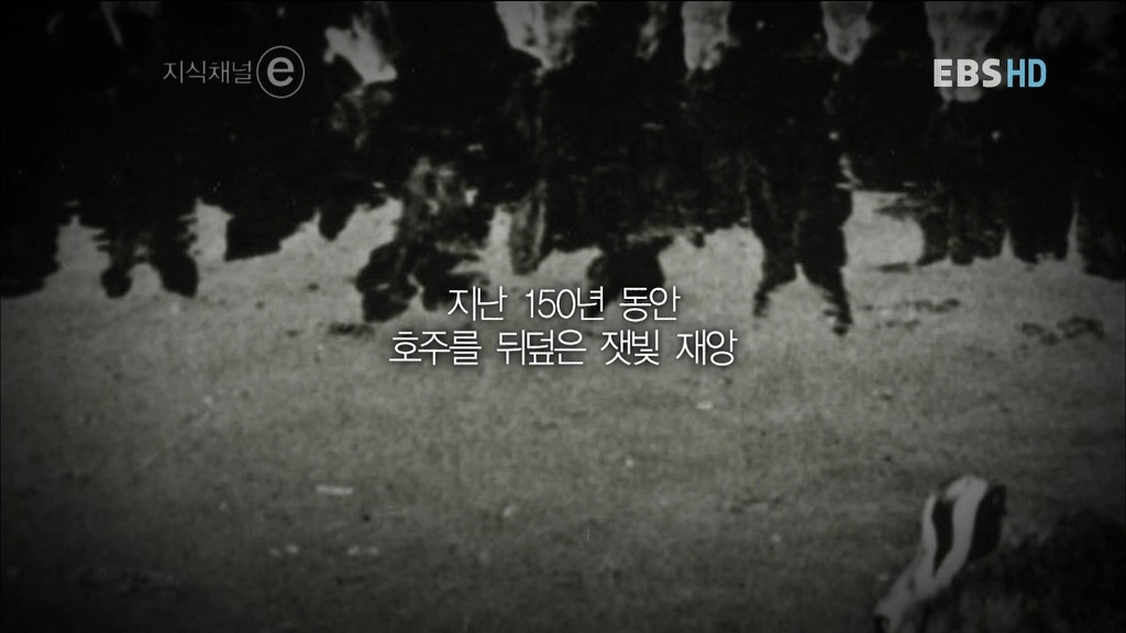 호주의 토끼전쟁 | 인스티즈