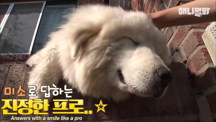 모른척 지나가면 짖는 삼식이.jpg | 인스티즈