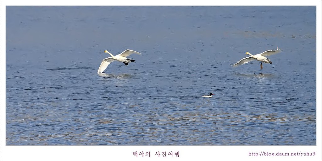 백조 이미지