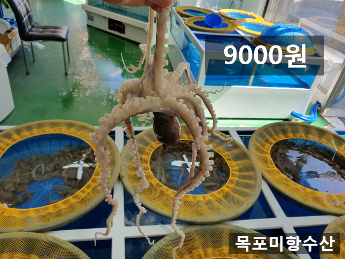 목포뻘낙지 이미지