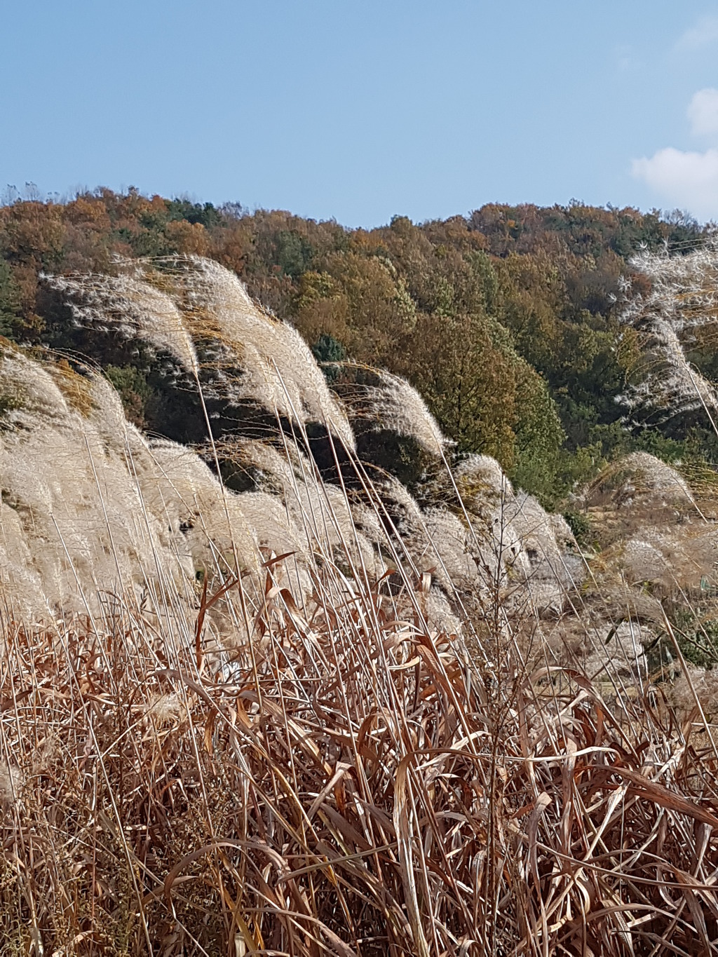 순행 이미지
