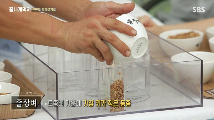 한반도의 토종 벼 품종.JPG | 인스티즈