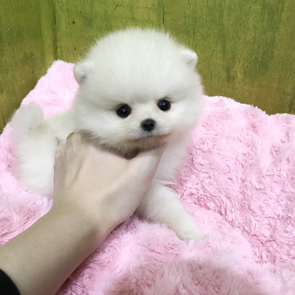솜사탕 이미지