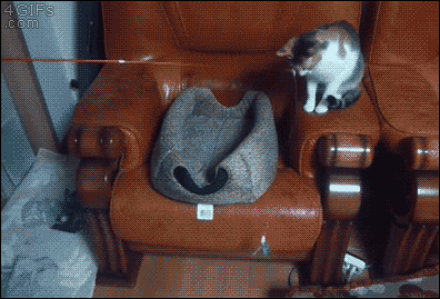 어이없어서 피식하게되는 개고양이들.gif | 인스티즈