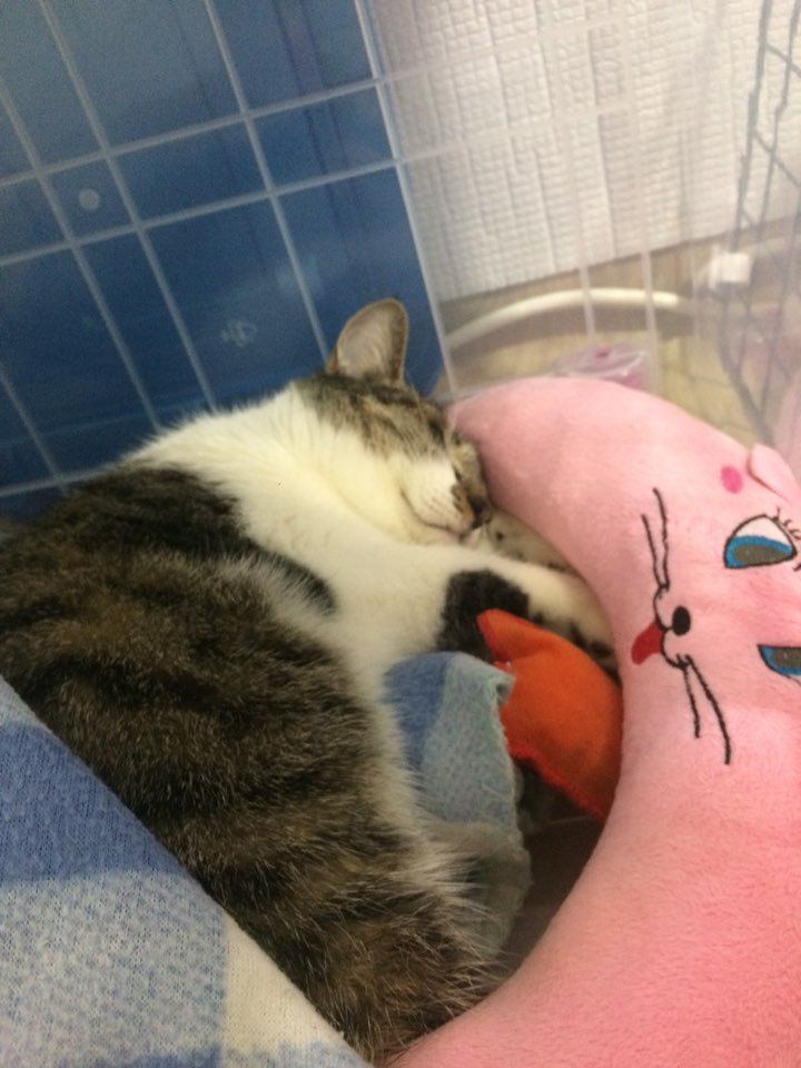 박스안에서 버려진채 떨고있던 고양이 쿠키를 도와주세요! +따뜻한 가족이되어줄 입양처를 찾습니다! | 인스티즈