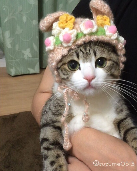 이름이 참새(すずめ)라는 사랑스런 고양이 | 인스티즈
