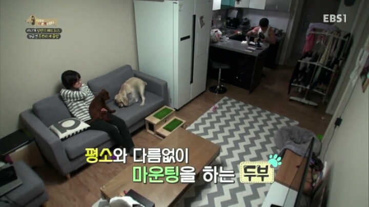 [세나개] 시도때도 없이 마운팅하고 똥을 먹는 두부의 문제 행동 고치기 -1.jpg | 인스티즈