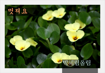사랑해;꽃 이미지