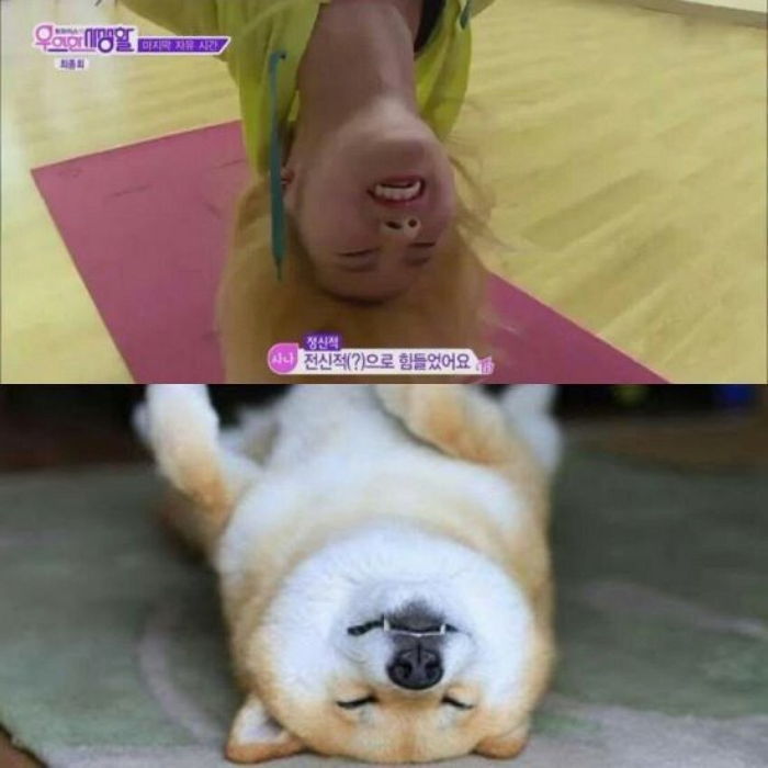 댕댕이닮은 사나 모음 | 인스티즈