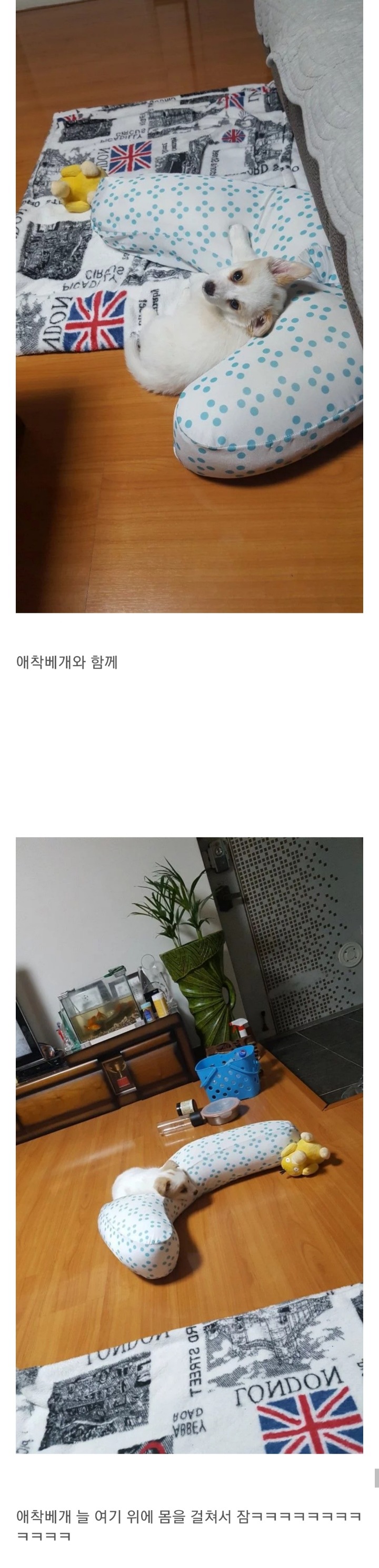동생이 전주시 식당에서 강아지를 데려왔어요 | 인스티즈