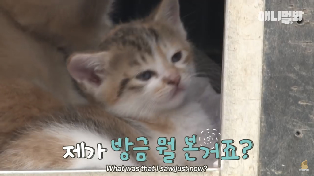 아기 고양이를 능숙하게 키우는 강아지의 사연은? | 인스티즈