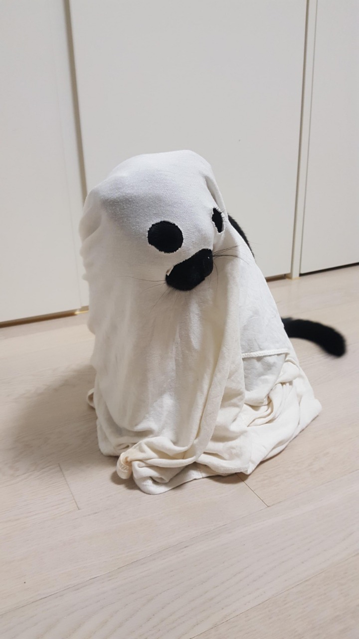 디씨에서 귀여움만으로 힛갤간 고양이 | 인스티즈