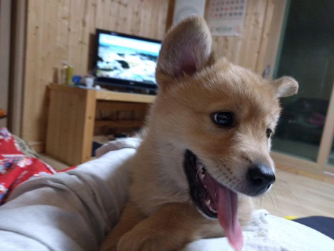 포동포동 이미지