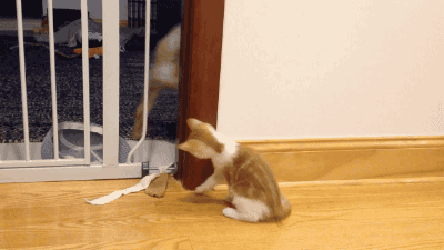 냥아치.gif | 인스티즈