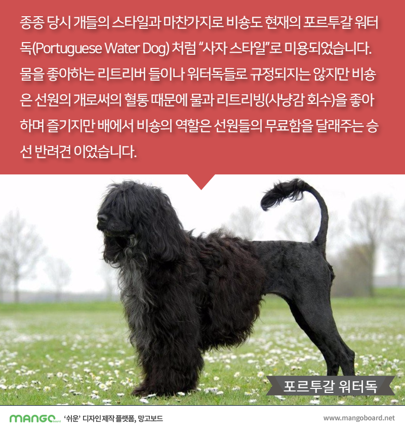 [견종정보] 비숑 프리제 이야기 | 인스티즈