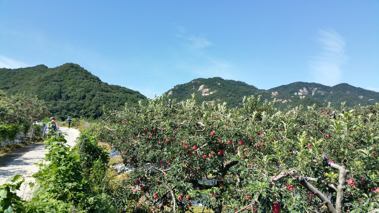 강대장 이미지