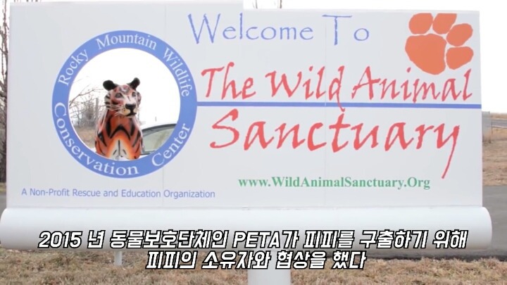 30년간 학대받은 곰 자연으로 돌아간 후 놀라운 변화 | 인스티즈
