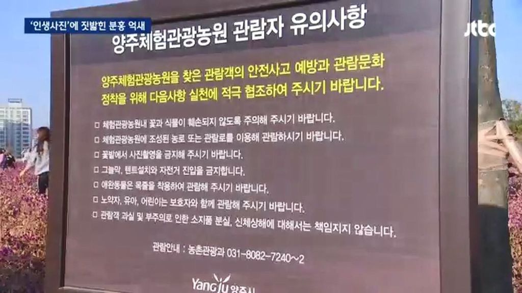 인생사진에 짓밟힌 분홍 억새.jpg | 인스티즈