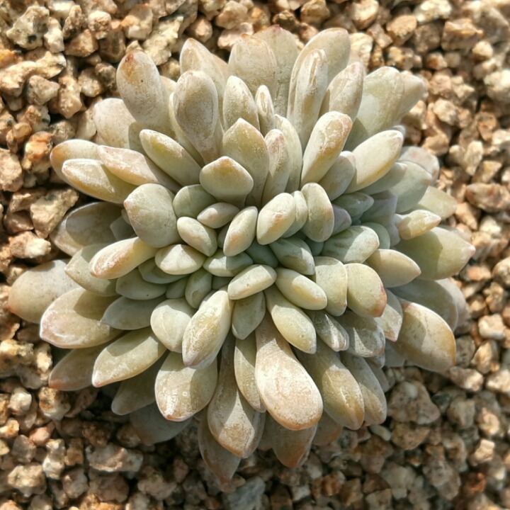라우 이미지