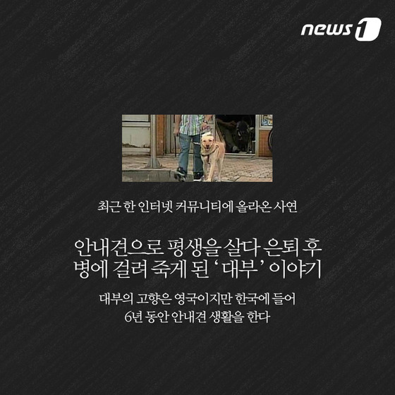 안내견은 스트레스 때문에 오래 못 산다? | 인스티즈