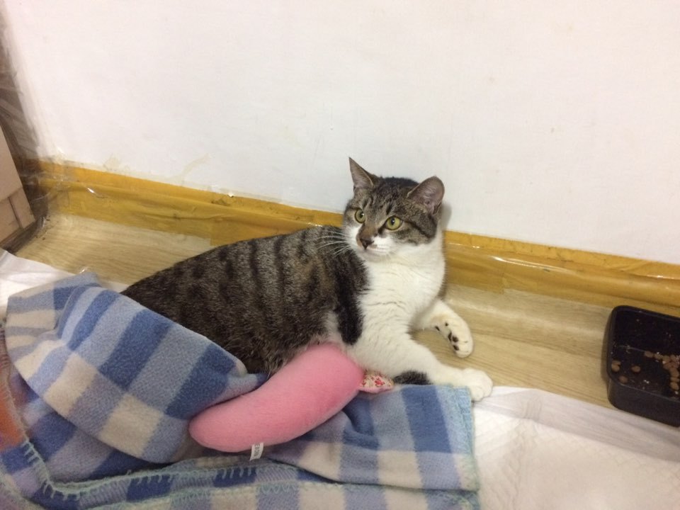 박스안에서 버려진채 떨고있던 고양이 쿠키를 도와주세요! +따뜻한 가족이되어줄 입양처를 찾습니다! | 인스티즈
