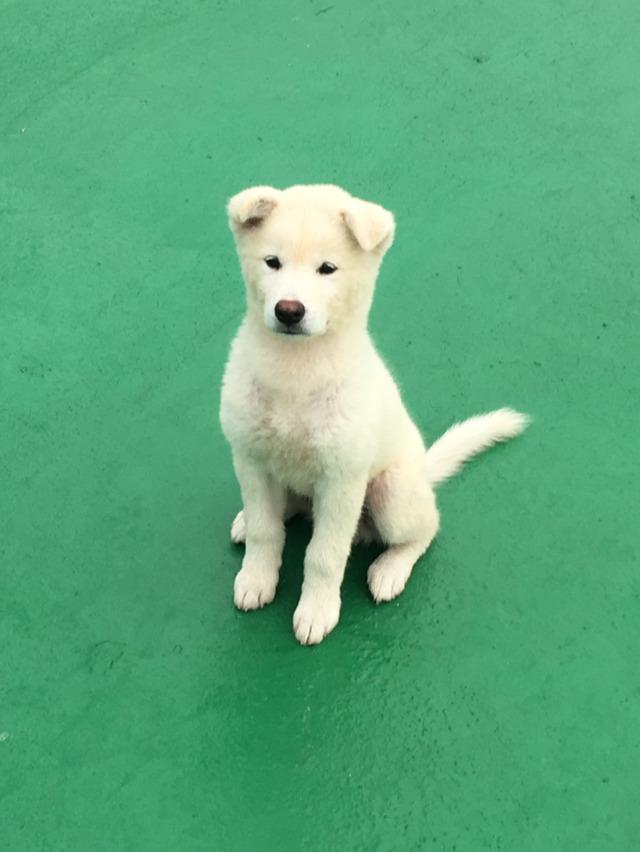 똥강아지 이미지