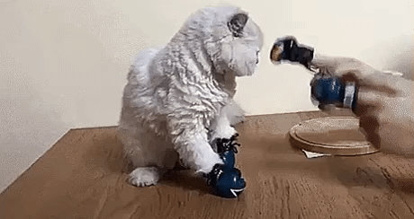 종로에서 뺨 맞고 한강에서 화풀이하냥.gif | 인스티즈