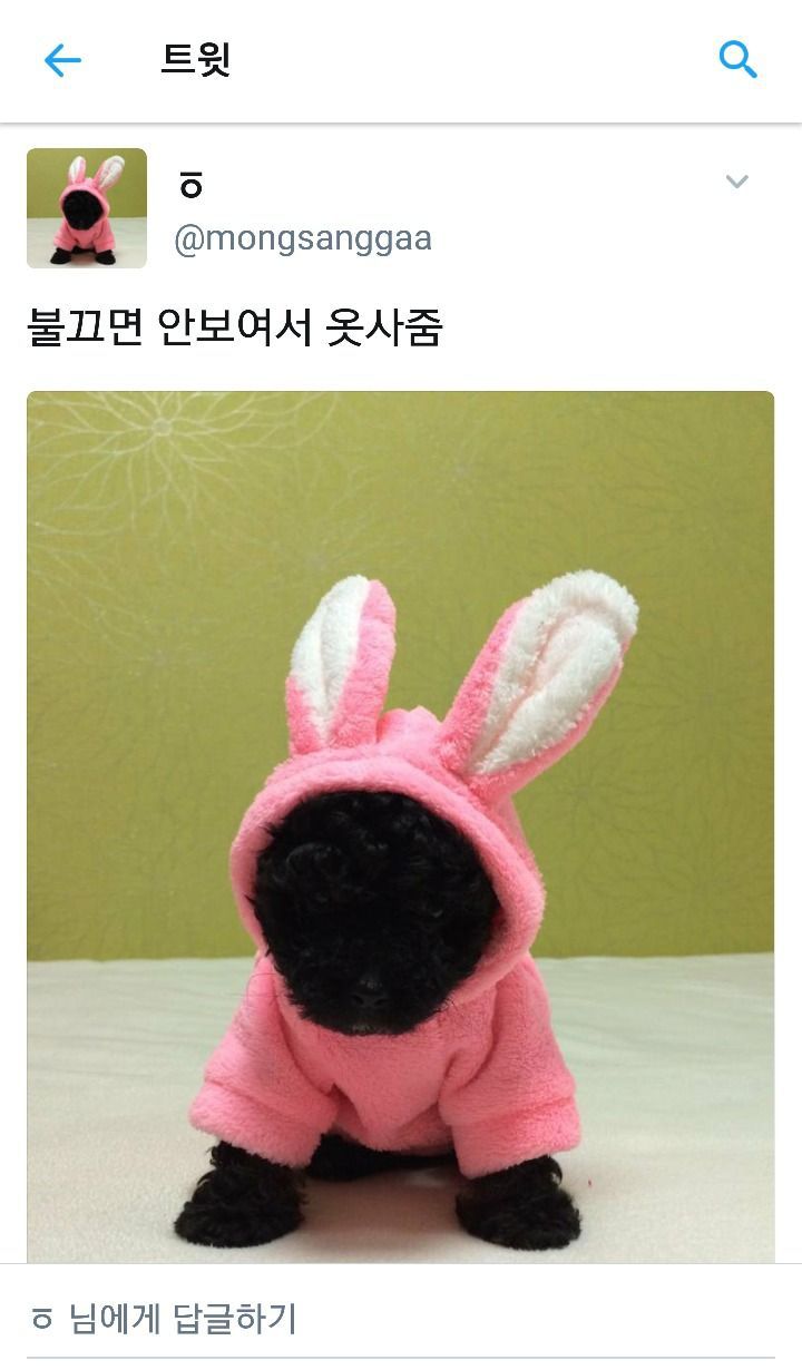 강아지에게 형광옷을 사준 이유 | 인스티즈