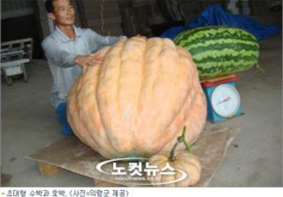 키워보니 레전드 | 인스티즈