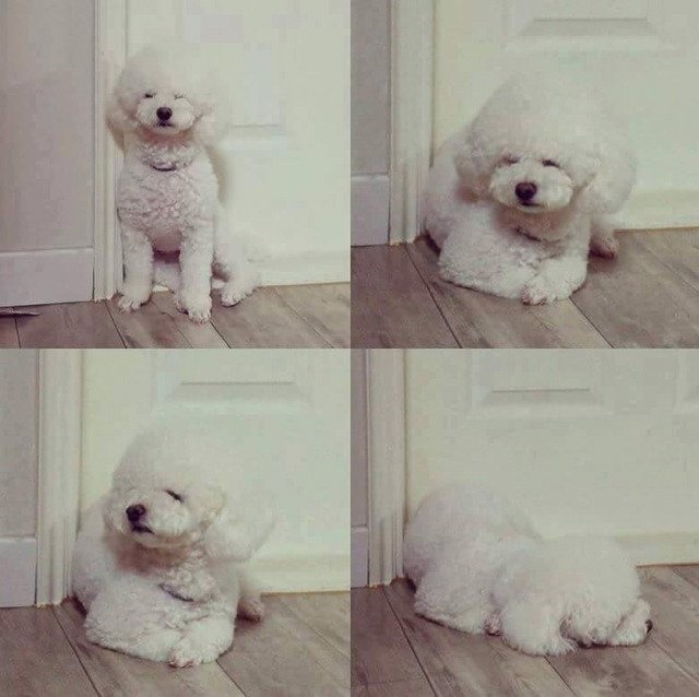 주인님 기다리는 댕댕이들 | 인스티즈