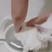 일반인은 잘 모르는 흔한 고양이 목욕시키기.gif | 인스티즈