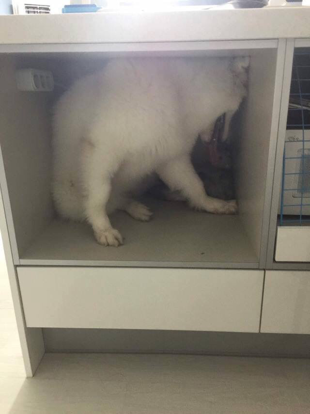 강아지가 고양이를 너무 핥아요 ㅠㅠ | 인스티즈