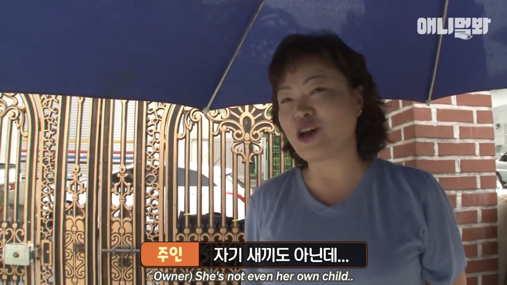 아기 고양이를 능숙하게 키우는 강아지의 사연은? | 인스티즈