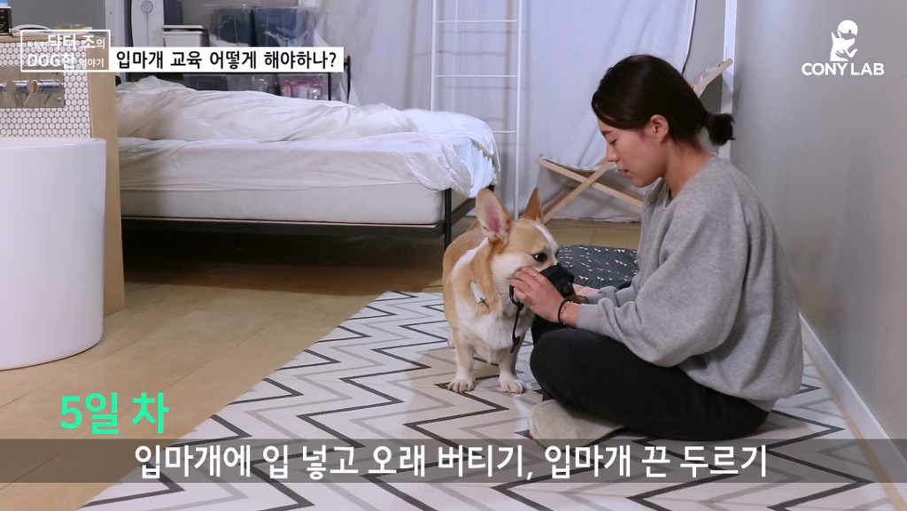 [영상] 강아지에게 거부감 안들게 입마개 교육하는 법! | 인스티즈